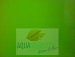 6,0 Liter Phytoplankton nannochloropsis salina